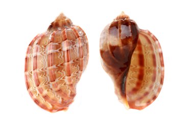 Her iki tarafta Cockleshell