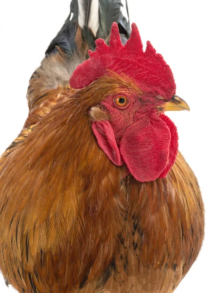 Portrait of a rooster — Stock Photo, Image