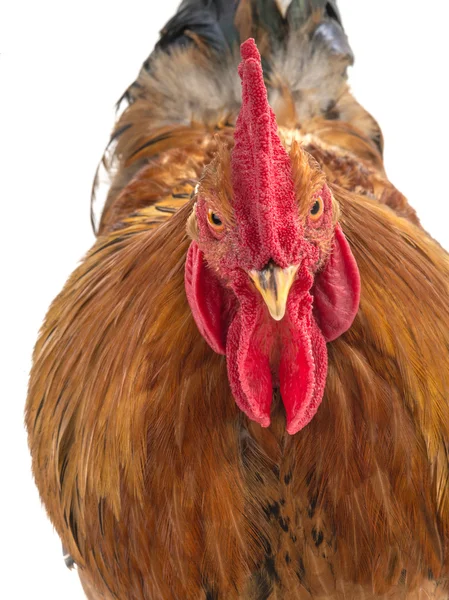 Portrait of a rooster — Stock Photo, Image