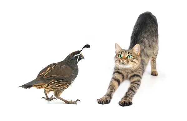 California Quail and cat — Stock Photo, Image