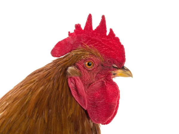 Portrait of a rooster — Stock Photo, Image