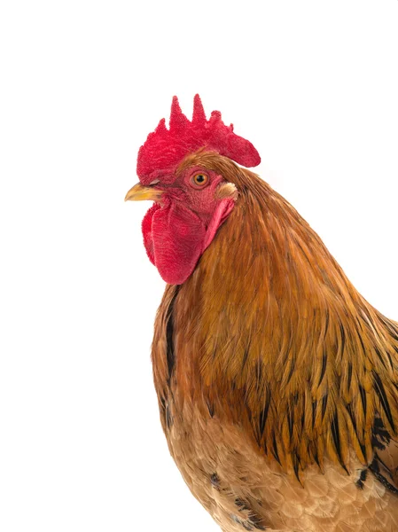 Portrait of a rooster — Stock Photo, Image