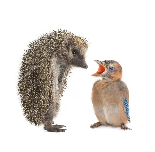 ハリネズミと赤ちゃんの鳥 — ストック写真