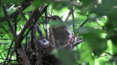  bir yuva yakınındaki ardıç kuşu      