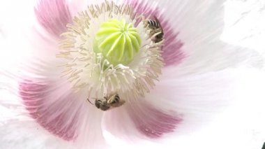 Arılar üzerinde beyaz haşhaş