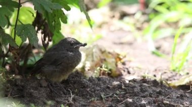 Bebek kuş siyah kızılkuyruk