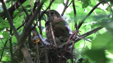  bir yuva yakınındaki ardıç kuşu      