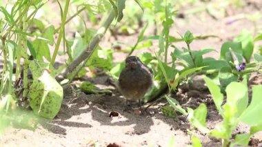 Bebek kuş siyah kızılkuyruk