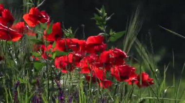 bir haşhaş kırmızı