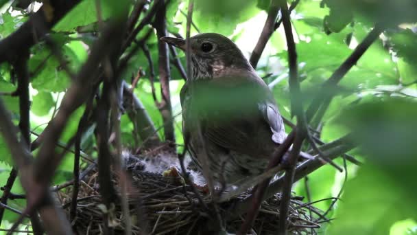 Drossel in der Nähe eines Nestes — Stockvideo