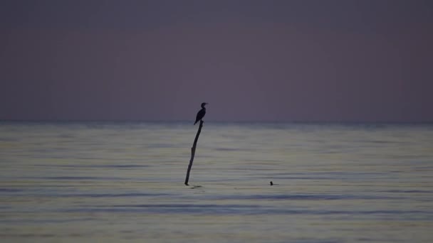 Cormorant over water — Stock Video