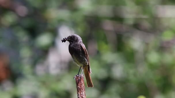 Redstart negro en hábitat natural — Vídeos de Stock