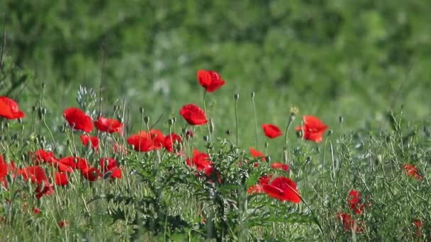 A poppy red — Stock Video