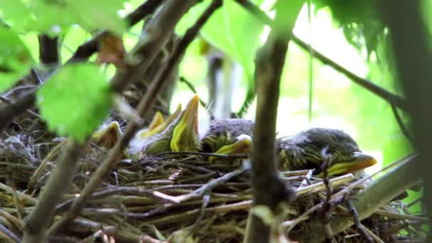 Baby birds drozd — Stock video