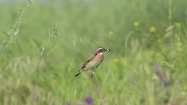 Whinchat en hábitat natural — Vídeos de Stock