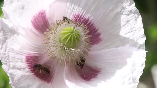 Bees on white poppy — Stock Video