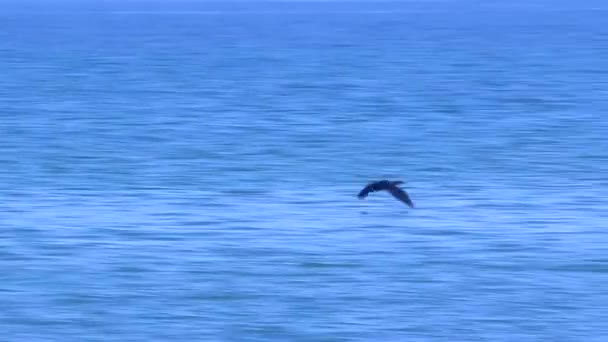 Flight of a cormorant — Stock Video