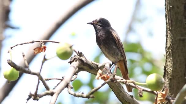 Redstart preto em habitat natural alimenta um pássaro bebê — Vídeo de Stock