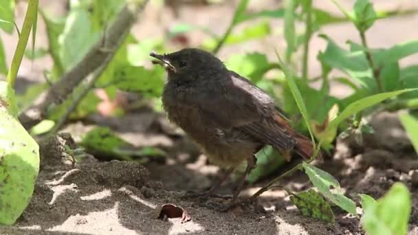 Bebek kuş siyah kızılkuyruk — Stok video