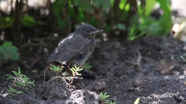 Pássaro bebê redstart preto — Vídeo de Stock