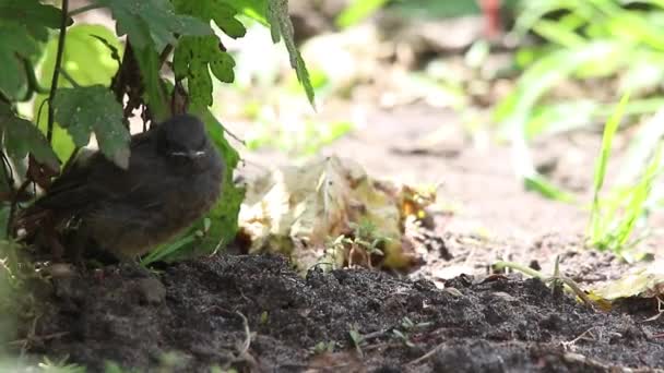 Bebé pájaro negro redstart — Vídeo de stock