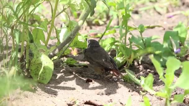 Svart rödstjärt i naturliga livsmiljöer matar en fågelunge — Stockvideo