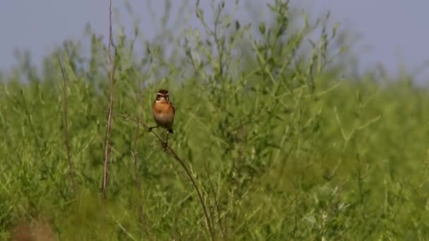Whinchat luonnollisessa elinympäristössä — kuvapankkivideo