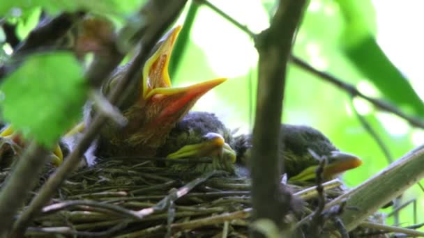 Bebé pájaros de un zorzal — Vídeo de stock