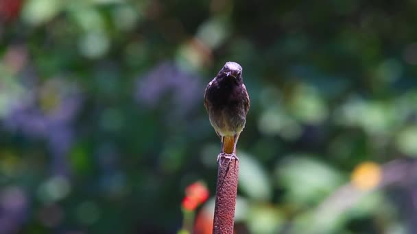 Redstart negro en hábitat natural — Vídeos de Stock