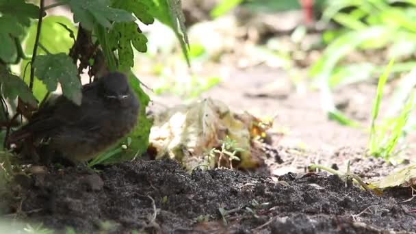 Pássaro bebê redstart preto — Vídeo de Stock