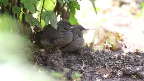 Redstart preto em habitat natural alimenta um pássaro bebê — Vídeo de Stock