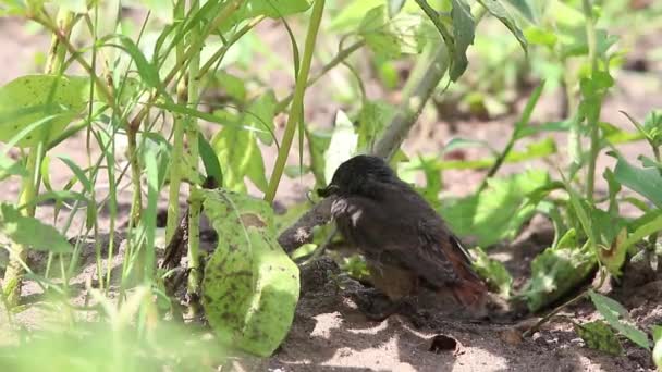 赤ちゃん鳥黒い redstart — ストック動画