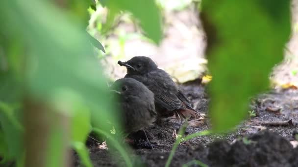 Baby fugl sort rødstart – Stock-video