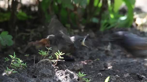 Il rosso nero nell'habitat naturale alimenta un uccellino (phoenicurus ochruros ) — Video Stock