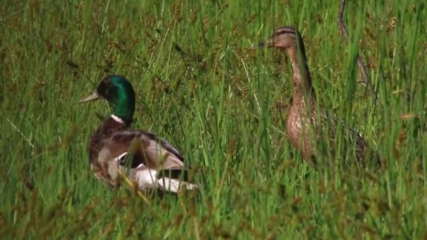 Mallard se sienta en una hierba cerca — Vídeos de Stock