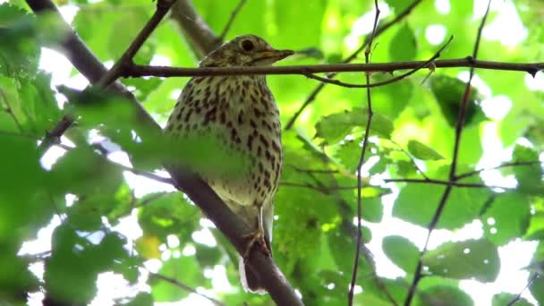 Doğal ortamlarında ardıç kuşu — Stok video