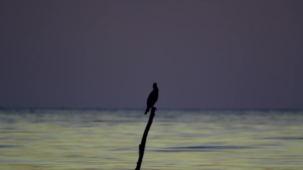 Corvo-marinho sobre a água à noite — Vídeo de Stock