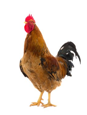 Horoz bir beyaz üzerinde izole edilir.