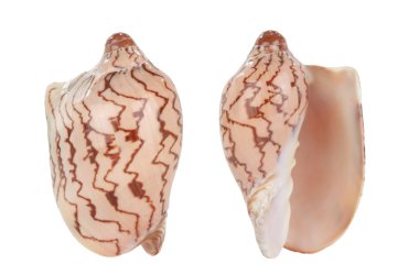 bir beyaz Cockleshell 