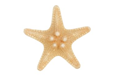 beyaz üzerinde izole denizyıldızı