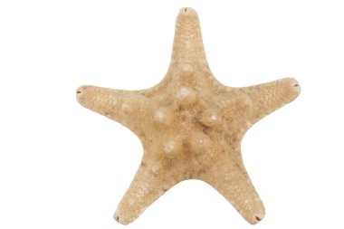 beyaz üzerinde izole denizyıldızı