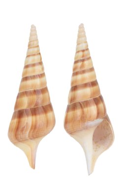 bir beyaz Cockleshell 