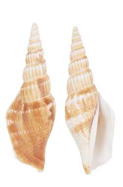 bir beyaz Cockleshell 