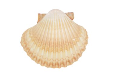 bir beyaz Cockleshell