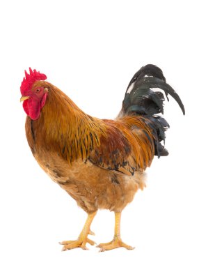 Horoz bir beyaz üzerinde izole edilir.