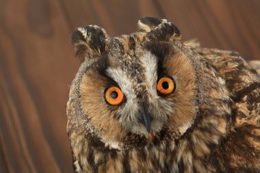 Bir baykuş portresi 