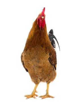 Horoz bir beyaz üzerinde izole edilir.