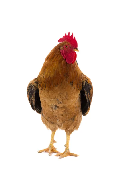 Rooster is isolated on a white — Stock Photo, Image