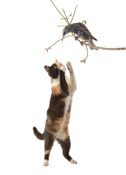 Starling en kat — Stockfoto