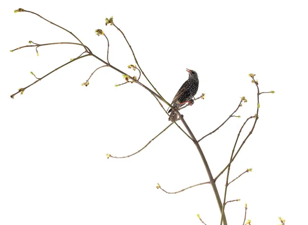 Старлинг (Sturnus vulgaris ) — стоковое фото